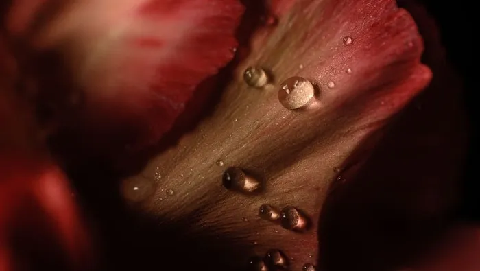 秘密，黑暗，红色，盛开，花朵，花朵，自然，特写