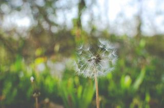 选择性，聚焦摄影，蒲公英花，聚焦，摄影，白色，蒲公英，花