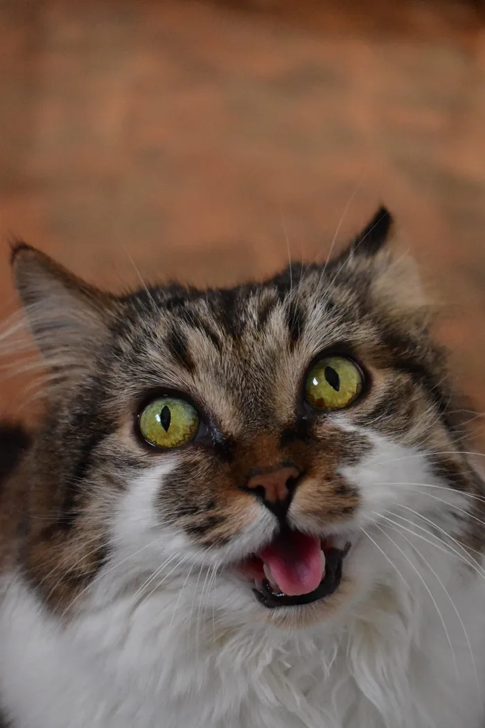 猫，可爱，宠物，猫，动物，小猫，可爱，家养