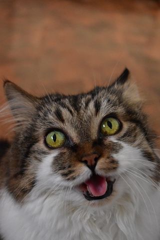 猫，可爱，宠物，猫，动物，小猫，可爱，家养