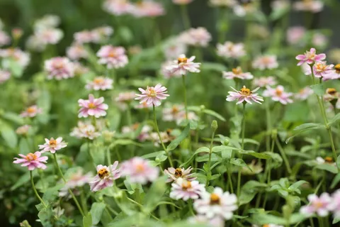 花,花园,苍蝇,春天,自然,绿色,花园,植物 花,花园,苍蝇,春天,自然,绿色,花园,植物