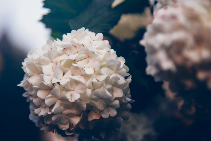 白色花瓣花朵特写照片