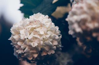 白色花瓣花朵特写照片