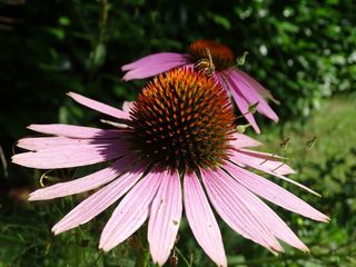 紫锥菊，锥花，东方紫锥花，花，紫色，植物，自然，开花
