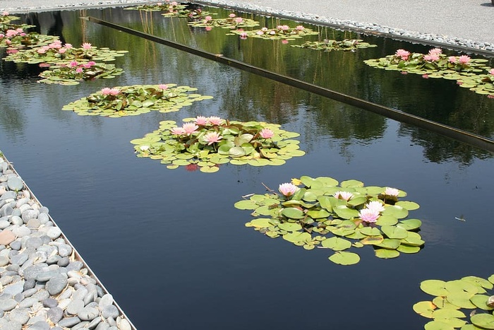 池塘，花瓣，百合，花朵，风景，莉莉垫，自然，花朵