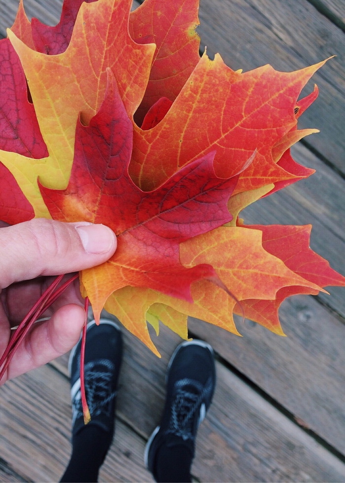 秋天，树叶，树叶收集，季节，人体部分，一个人，人的手，真实的人