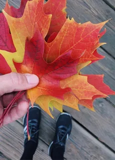 秋天，树叶，树叶收集，季节，人体部分，一个人，人的手，真实的人