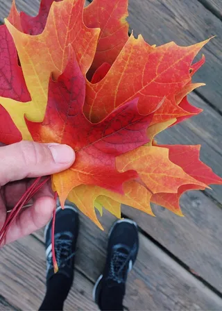 秋天，树叶，树叶收集，季节，人体部分，一个人，人的手，真实的人