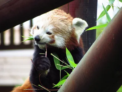 红色,熊猫,小熊猫,吃,坐,动物,野生动物,饥饿 红色,熊猫,小熊猫,吃,坐,动物,野生动物,饥饿