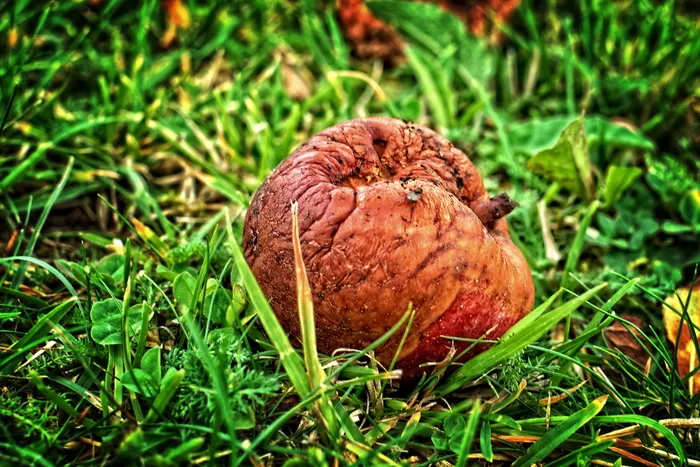 水果，苹果，秋天，意外之财，腐烂，懒惰，fäule腐烂，现代