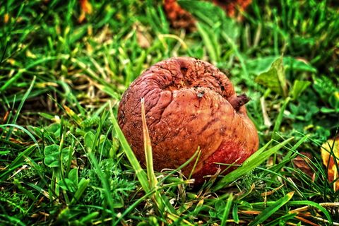 水果，苹果，秋天，意外之财，腐烂，懒惰，fäule腐烂，现代