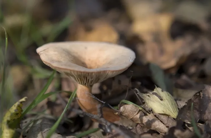 单独, 秋季, 背景, 英国, 危险, 药物