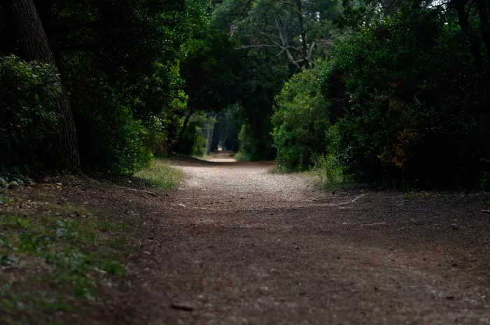被植物环绕的道路