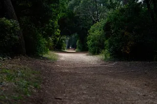 被植物环绕的道路