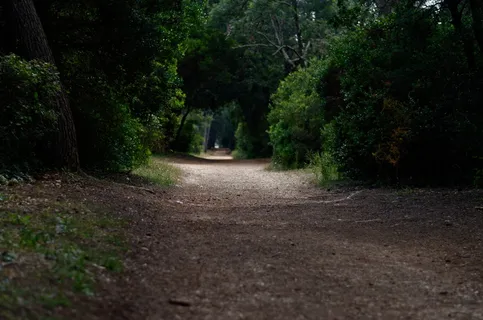 被植物环绕的道路 被植物环绕的道路