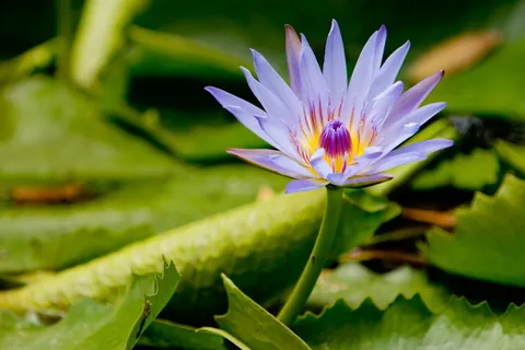 莲花,花,冥想,睡莲,开花,开花植物,植物,自然之美 莲花,花,冥想,睡莲,开花,开花植物,植物,自然之美