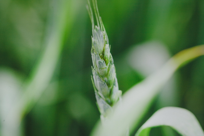 绿色植物