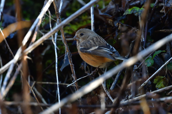自然，野生动物，鸟类，户外，动物，贴面系统，动物野生动物，动物主题