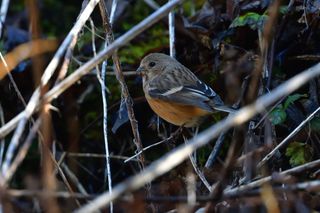 自然，野生动物，鸟类，户外，动物，贴面系统，动物野生动物，动物主题