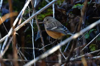 自然，野生动物，鸟类，户外，动物，贴面系统，动物野生动物，动物主题