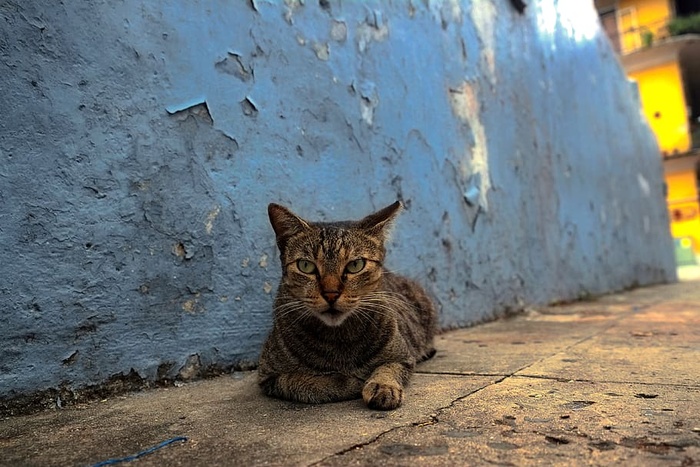 野生动物，动物，宠物，自然，世界，猫，街道，猫