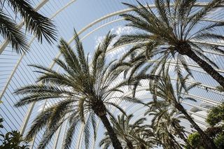 西班牙，巴伦西亚，旅游，户外，城市，公园，天空，树木