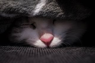 猫，动物，宠物，哺乳动物，睡觉，睡觉，毯子，小猫