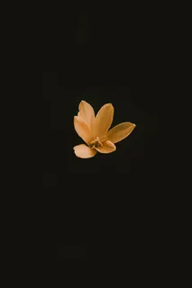 花的照片 花的照片