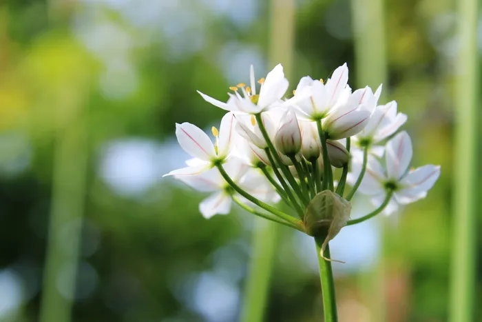 葱、花、白、天然、葱、秋、洋葱、葱