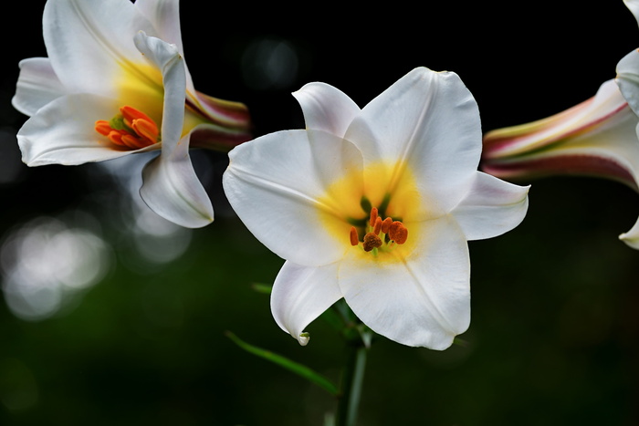 选择性，聚焦摄影，两朵，白色和黄色花瓣的花，大卫百合，百合，植物，百合