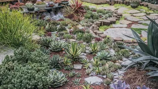 褐色土壤上盆栽的绿色多汁植物