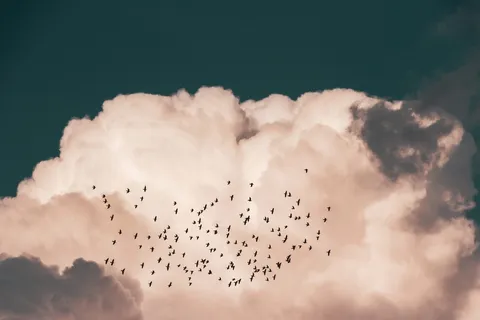 一群鸟儿在白云附近飞翔 一群鸟儿在白云附近飞翔