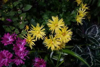 加拿大，多伦多，黄色，花卉，开花植物，花卉，脆弱性，植物