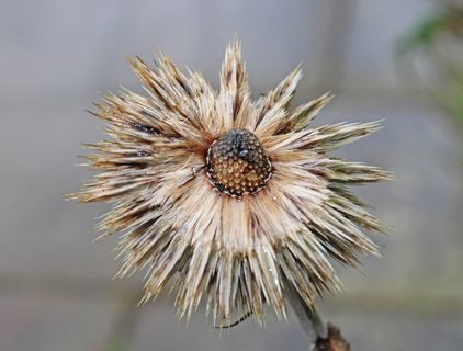 英国，萨里，花，死头，死头，去种子，花秋天，棕色