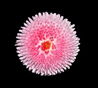 特写摄影，粉色，带花瓣的花，花，雏菊，粉白色，关闭，黑色背景