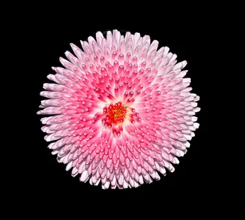 特写摄影,粉色,带花瓣的花,花,雏菊,粉白色,关闭,黑色背景 特写摄影,粉色,带花瓣的花,花,雏菊,粉白色,关闭,黑色背景