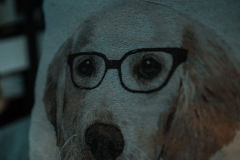 枕头，狗，可爱，室内，卧室，一只动物，哺乳动物，特写