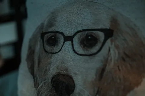 枕头，狗，可爱，室内，卧室，一只动物，哺乳动物，特写