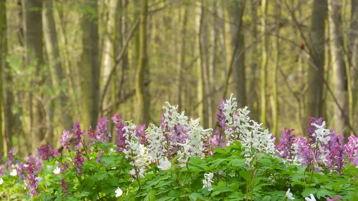 dymnivka hollow，紫堇，dymnivka，pryskyřníkovité，春季景观，春季草本植物，春季森林，春季森林