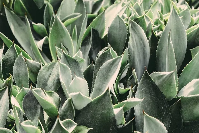 卵形叶植物