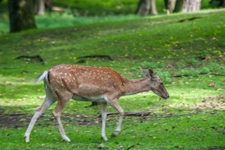 damm野生，耳朵，棕色，草，树木，野生动物，野生动物，动物