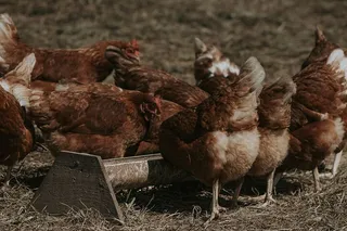 一群鸡在盘子里吃东西