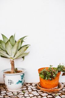 绿叶植物 绿叶植物