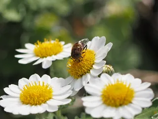日本，京都，金阁町，森林，宁静，蜜蜂，平静，自然