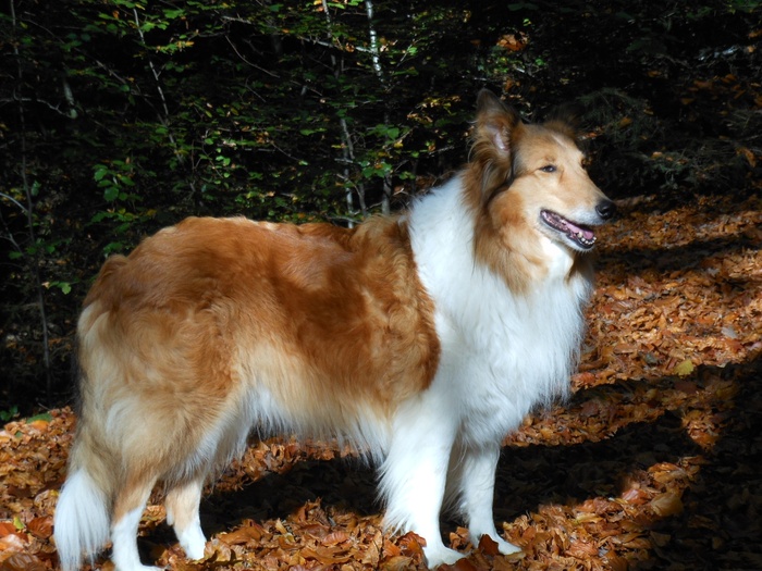 狗，苏格兰牧羊犬，牧羊犬，森林，宠物，狗，苏格兰牧羊犬，一种动物