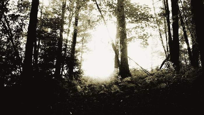 杰里科，美国，佛蒙特州，雾，恐怖，森林，荒野，户外