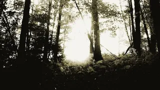 杰里科，美国，佛蒙特州，雾，恐怖，森林，荒野，户外