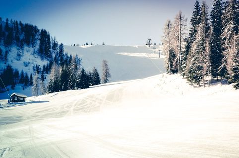 意大利，麝香猫，自然，阿尔卑斯山，寒冷，高，户外，闪闪发光