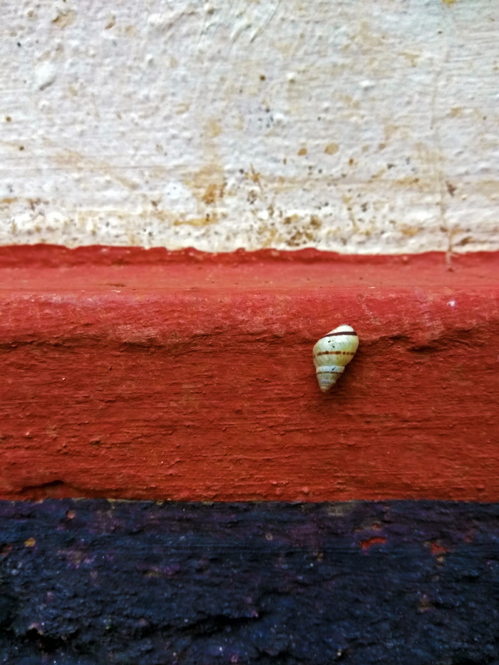 软体动物外壳，外骨骼，红色，黑色，壁，生物学，海螺学，特写