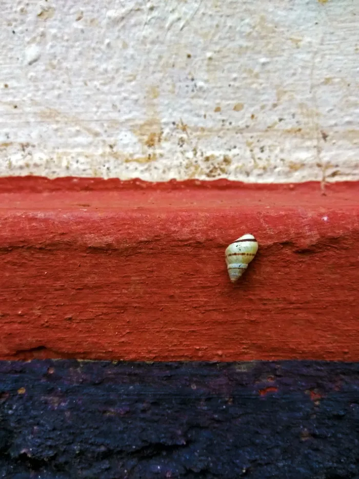 软体动物外壳，外骨骼，红色，黑色，壁，生物学，海螺学，特写